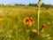 Hieracium, known by the common nameÂ hawkweed and classically asÂ hierakio